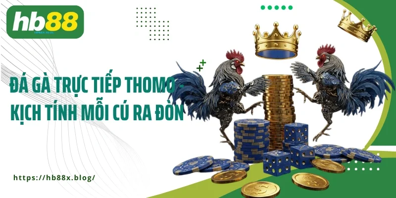 Đá gà trực tiếp Thomo