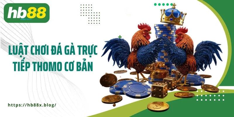 Luật chơi đá gà trực tiếp Thomo cơ bản