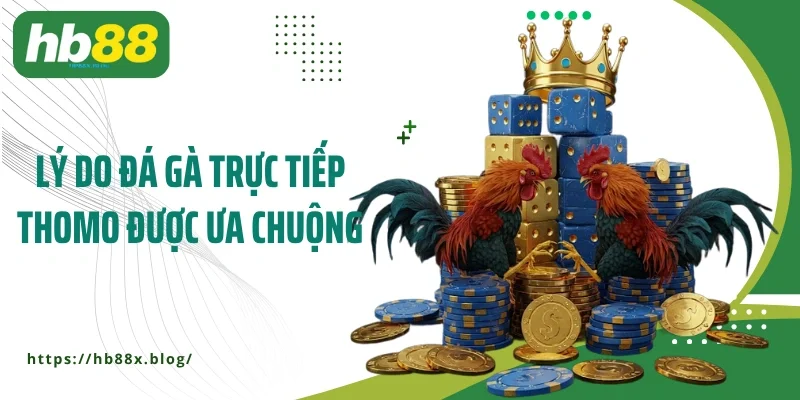 Lý do đá gà trực tiếp Thomo được ưa chuộng