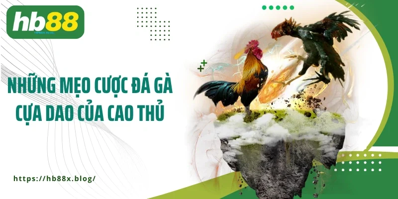 Những mẹo cược đá gà cựa dao của cao thủ