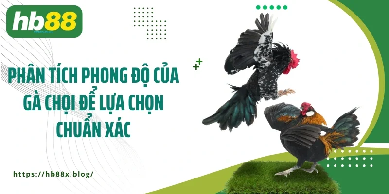 Phân tích phong độ của gà chọi để lựa chọn chuẩn xác